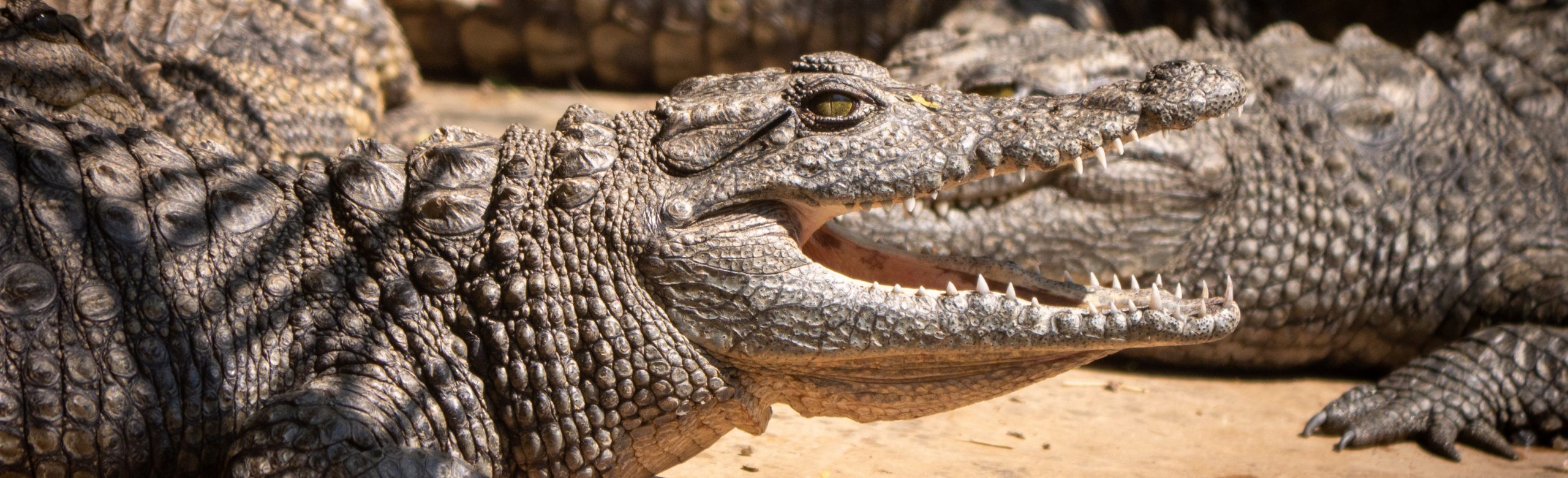 Kalimba Reptile Park
