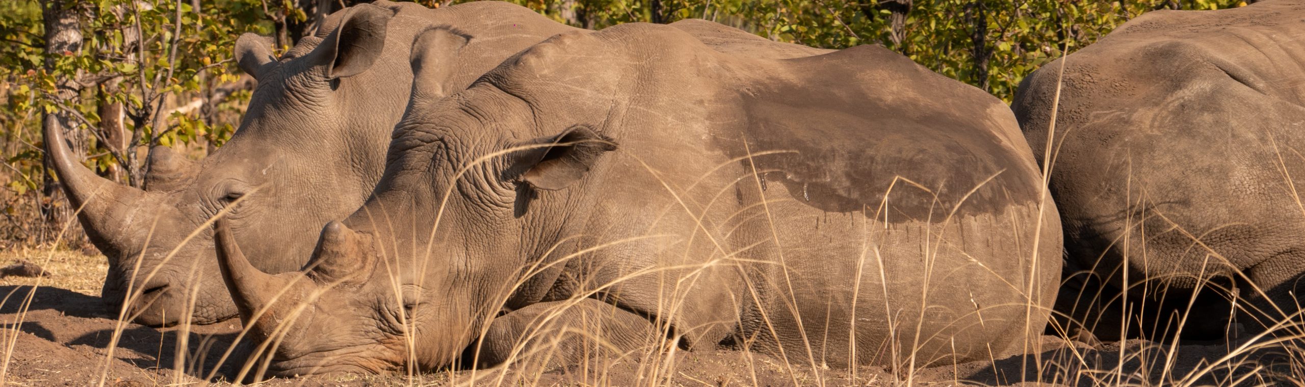White Rhino Walking Safari
